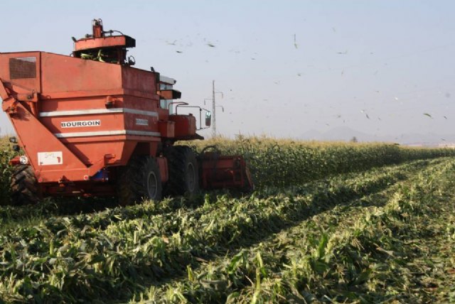 Agricultura comprueba que el maíz dulce es una buena alternativa para incorporar a los calendarios de cultivo - 1, Foto 1