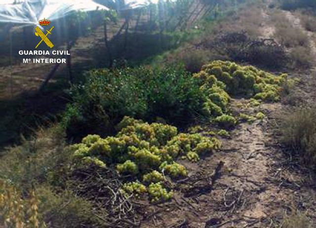 La Guardia Civil detiene a los seis integrantes de una banda dedicada a la sustracción de productos del campo, Foto 2