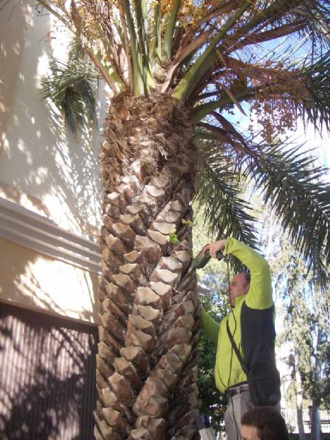 Aplican el tratamiento contra el picudo rojo a las palmeras de las zonas verdes municipales - 1, Foto 1