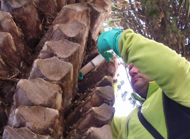 Aplican el tratamiento contra el picudo rojo a las palmeras de las zonas verdes municipales - 2, Foto 2