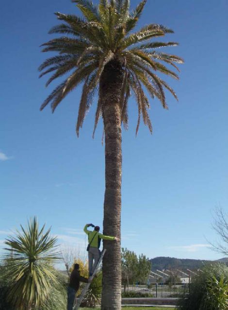 Aplican el tratamiento contra el picudo rojo a las palmeras de las zonas verdes municipales - 3, Foto 3