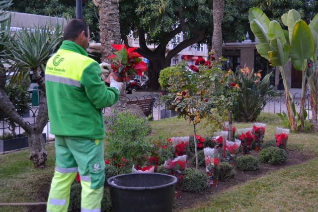 Los jardines de Águilas se engalanan con la típica Flor de Pascua - 2, Foto 2