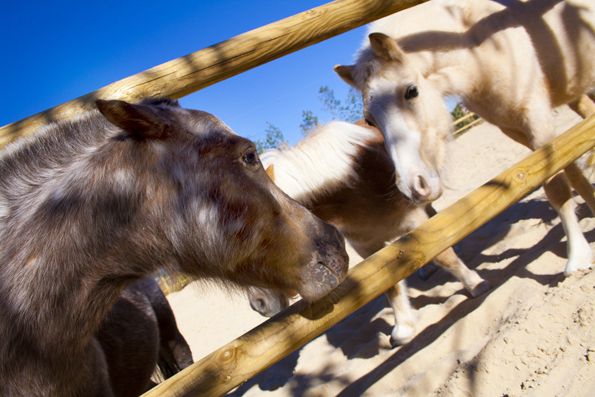 Terra Natura Murcia inaugura hoy la única escuela infantil de equitación de ponis de Murcia - 2, Foto 2