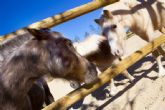 Terra Natura Murcia inaugura hoy la nica escuela infantil de equitacin de ponis de Murcia