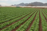 La cosecha de lechuga en la Regin aument en 2013 un 75 por ciento respecto a la pasada campaña