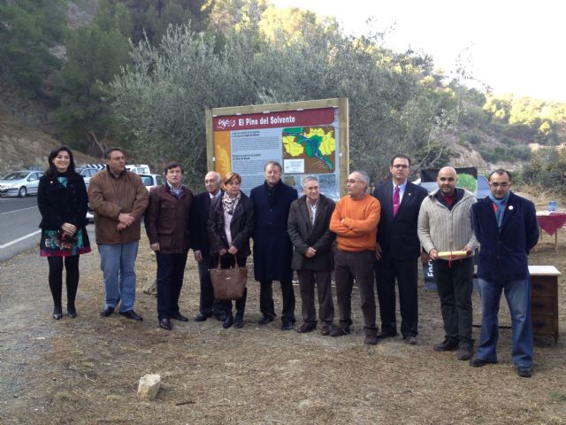 Blanca recupera el 'Pino del Solvente', lugar de reunión de las aljamas mudéjares y los concejos de moriscos - 2, Foto 2