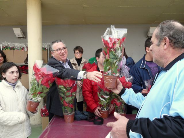 El Ayuntamiento de Molina de Segura y la empresa de servicios Sercomosa reparten unas 4.000 macetas con flores de Pascua - 3, Foto 3