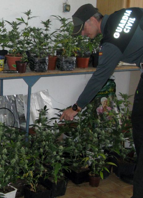 La Benemérita desmantela un invernadero clandestino de marihuana instalado en una vivienda usurpada - 1, Foto 1
