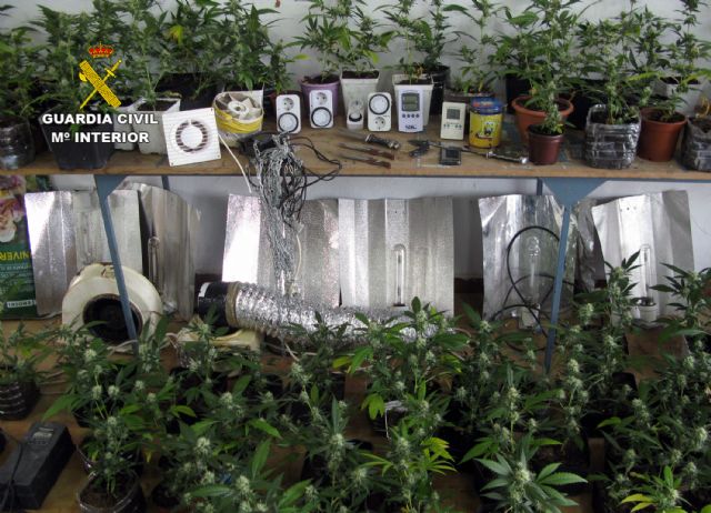 La Benemérita desmantela un invernadero clandestino de marihuana instalado en una vivienda usurpada - 3, Foto 3