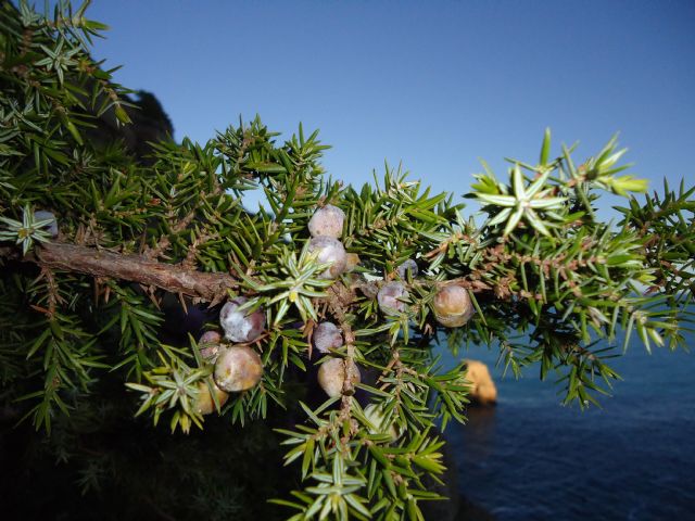 El enebro de la dunas regresa a La Manga - 1, Foto 1