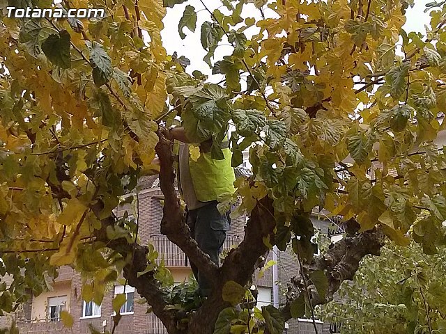 Comienzan los trabajos de poda de las moreras en las vías públicas y parques y jardines de Totana dentro de la campaña de invierno - 1, Foto 1