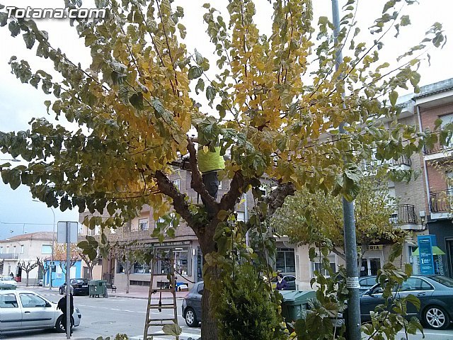 Comienzan los trabajos de poda de las moreras en las vías públicas y parques y jardines de Totana dentro de la campaña de invierno - 2, Foto 2