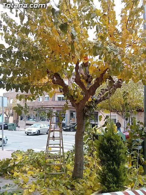 Begin the pruning of mulberry trees on public roads and parks and gardens of Totana in the winter campaign, Foto 3
