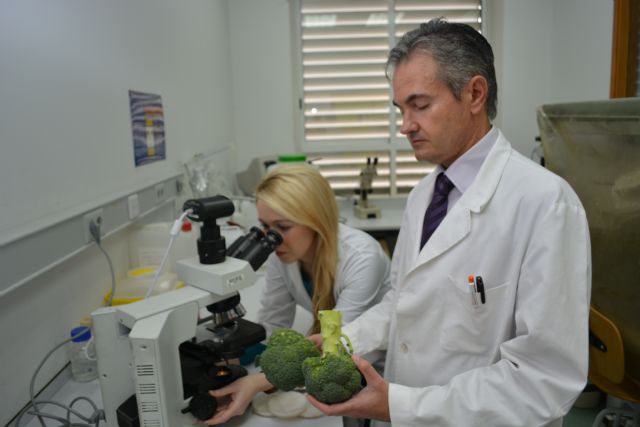 Agrónomos de la UPCT indagarán en la enfermedad de médula blanda del brócoli - 1, Foto 1