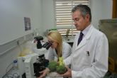 Agrónomos de la UPCT indagarán en la enfermedad de médula blanda del brócoli