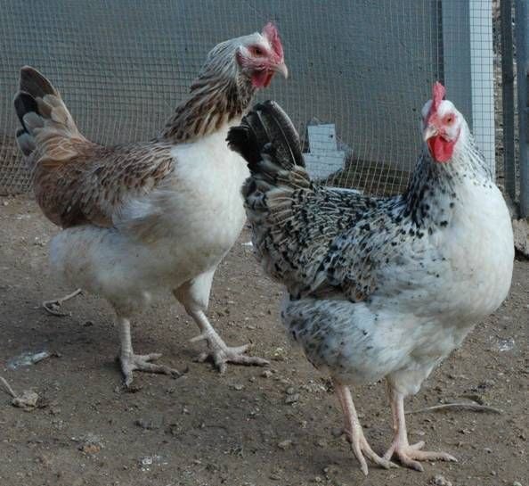 Imagen de dos gallinas murcianas, Foto 1