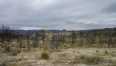 La Consejería de Presidencia continúa los trabajos de recuperación ambiental de la zona afectada por el incendio de Salmerón