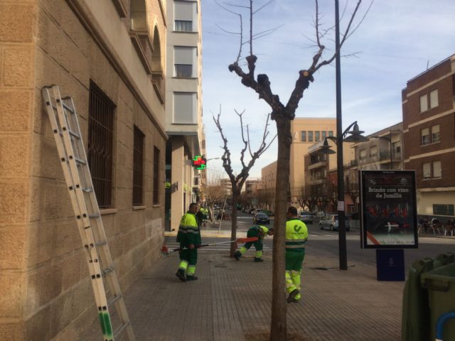 Se inician trabajos de poda en parte del arbolado urbano del municipio - 1, Foto 1
