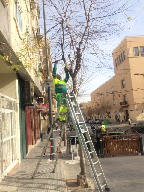 Se inician trabajos de poda en parte del arbolado urbano del municipio - 3, Foto 3