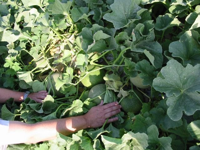 Agricultura destaca la tendencia al alza en las exportaciones de melón de la Región de Murcia - 1, Foto 1