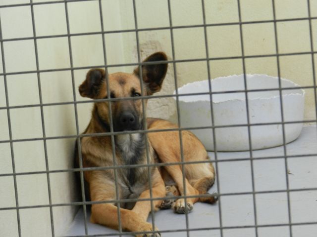 La APAP Jumilla organiza consultas gratuitas de educación canina - 2, Foto 2