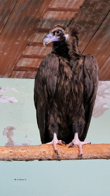El Centro de Recuperación de Fauna Silvestre cura a un joven ejemplar de buitre negro - 1, Foto 1