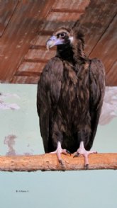 El Centro de Recuperacin de Fauna Silvestre cura a un joven ejemplar de buitre negro