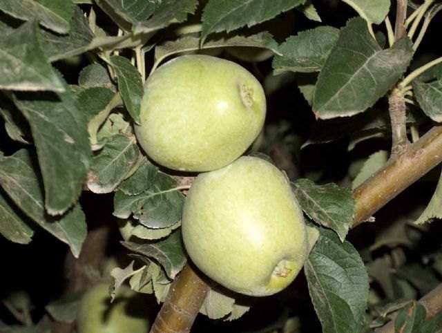 Un estudio del CSIC demuestra que el pero de Cehegín tiene más propiedades saludables en comparación con otras variedades - 1, Foto 1