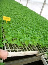 Agricultura consigue patrones resistentes a las plagas del suelo para el cultivo de pimiento en invernadero