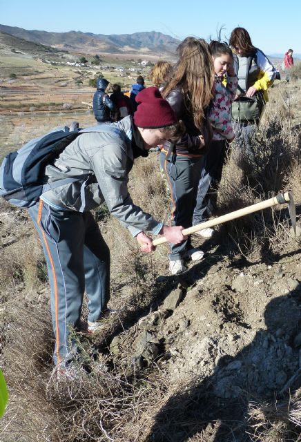 Un centenar de alumnos de Primaria y Secundaria plantan 50 garbancillos de Tallante para evitar su extinción - 2, Foto 2