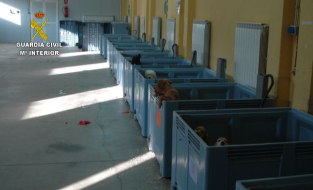 La Guardia Civil interviene cerca de 600 animales de compañía que habrían sido introducidos en hogares del país de forma irregular - 4, Foto 4