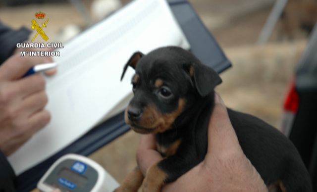 La Guardia Civil interviene cerca de 600 animales de compañía que habrían sido introducidos en hogares del país de forma irregular - 5, Foto 5