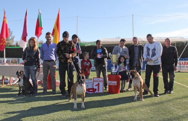 El IV Concurso Nacional Canino exhibe más de 400 ejemplares de más de 50 razas caninas en Puerto Lumbreras - 1, Foto 1