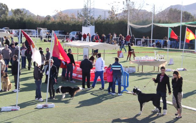 El IV Concurso Nacional Canino exhibe más de 400 ejemplares de más de 50 razas caninas en Puerto Lumbreras - 3, Foto 3