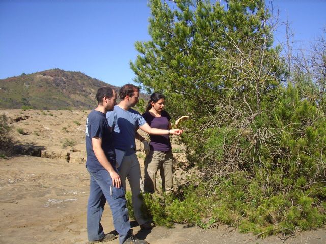 Investigadores de la UPCT proponen revegetar depósitos mineros con pino carrasco y ciprés de Cartagena - 1, Foto 1