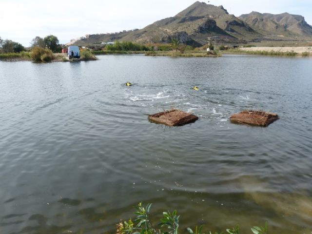 22 ejemplares de malvasía cabeciblanca ´se dejan ver´ en las lagunas de Las Moreras, Foto 1