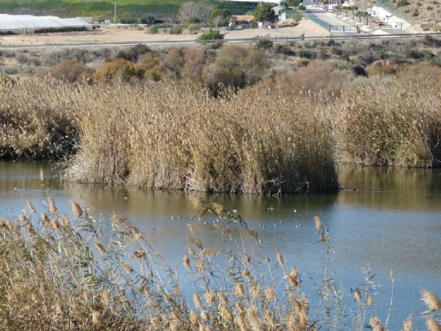 22 ejemplares de malvasía cabeciblanca ´se dejan ver´ en las lagunas de Las Moreras, Foto 4