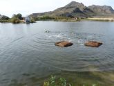 22 ejemplares de malvasía cabeciblanca ´se dejan ver´ en las lagunas de Las Moreras