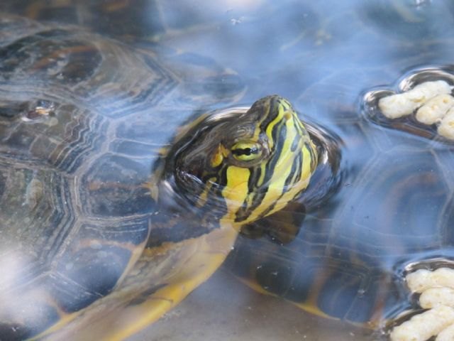 La Comunidad recuerda los graves perjuicios que ocasiona la liberación de especies exóticas en los ecosistemas y la biodiversidad de la Región - 1, Foto 1