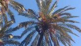 Medio Ambiente poda 12.000 palmeras en los ltimos tres meses