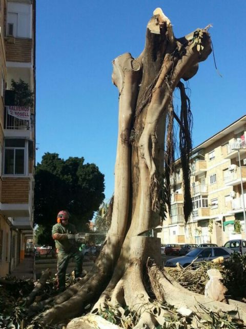 Retiran un ficus que había provocado una rotura de agua en José María Lapuerta sin agua - 5, Foto 5