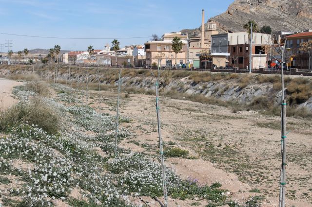 Ronda de Poniente Juan Pablo II contará más de 200 árboles para proporcionar un mejor sombraje - 3, Foto 3