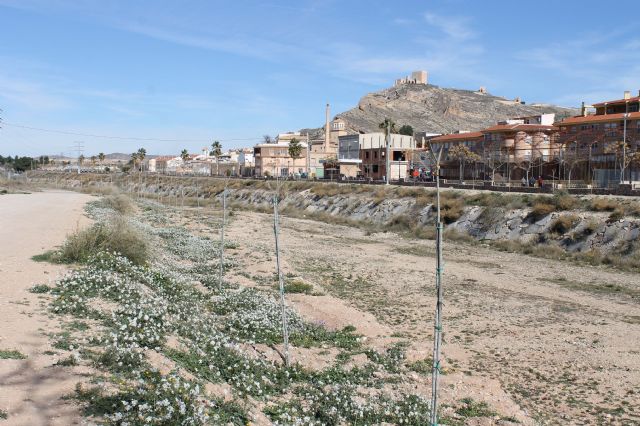 Ronda de Poniente Juan Pablo II contará más de 200 árboles para proporcionar un mejor sombraje - 4, Foto 4