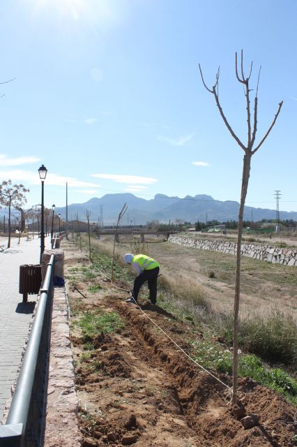 Ronda de Poniente Juan Pablo II contará más de 200 árboles para proporcionar un mejor sombraje - 2, Foto 2