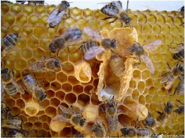 ASAJA Murcia y la Universidad de Murcia organizan un curso de incorporación a la apicultura - 1, Foto 1
