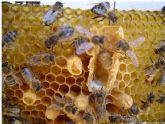 ASAJA Murcia y la Universidad de Murcia organizan un curso de incorporación a la apicultura