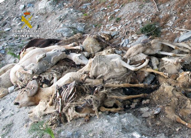 La Guardia Civil denuncia al presunto autor del vertido de medio centenar de cadáveres de ovejas y cabras en un barranco de Lorca - 1, Foto 1