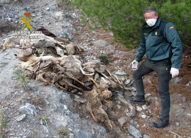 La Guardia Civil denuncia al presunto autor del vertido de medio centenar de cadáveres de ovejas y cabras en un barranco de Lorca - 2, Foto 2