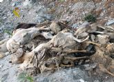 La Guardia Civil denuncia al presunto autor del vertido de medio centenar de cadáveres de ovejas y cabras en un barranco de Lorca