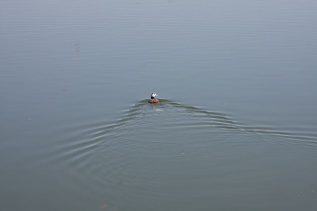 Molina de Segura pone en marcha las actividades del proyecto LIFE09/NAT/ES/000516 para la conservación de la malvasía cabeciblanca - 1, Foto 1
